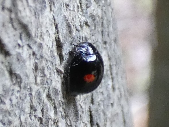 photo_3